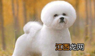 纯种比熊犬的5大特征是什么 纯种比熊犬的5大特征