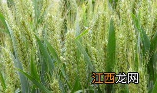 陕西关中种什么小麦最适宜种植 陕西关中种什么小麦最适宜