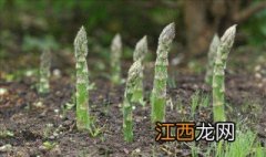 芦笋施肥技术视频 芦笋施肥技术