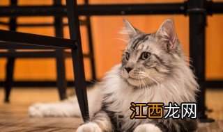 缅因猫有小型的吗有多大 缅因猫有小型的吗