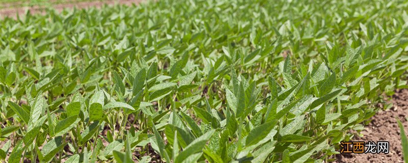 大豆苗后除草剂有哪些 大豆苗后除草剂有哪些品种