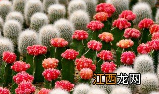 仙人球扦插方法和过程 仙人球扦插方法