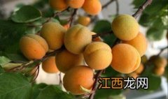 梦到洗杏子 梦见洗澡和摘杏子