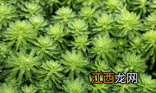 狐尾藻的用途有哪些呢 狐尾藻的用途有哪些