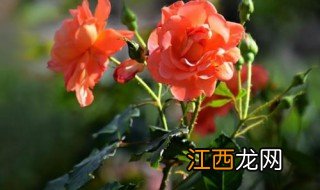 怎样架接树状月季花视频 怎样架接树状月季