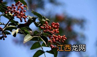 花椒几月份栽 花椒几月份种植