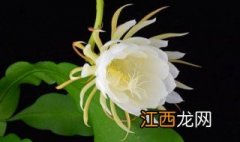 昙花不开花怎么办视频 昙花不开花怎么办