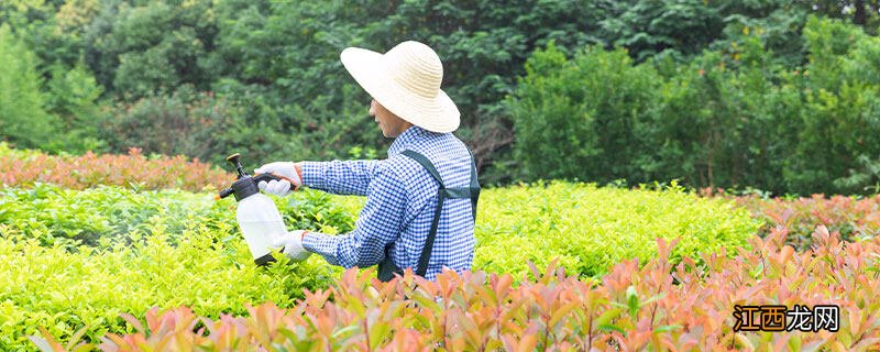 24滴异辛酯对玉米有影响吗 24滴异辛酯对玉米有影响吗会倒伏吗