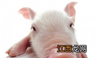 梦见小猪咬人什么预兆 梦见小猪咬人