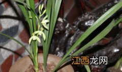 刚移植兰花怎么时候下肥料 刚移植兰花怎么时候下肥