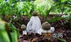 竹荪种植后管理细节 竹荪种怎么保养