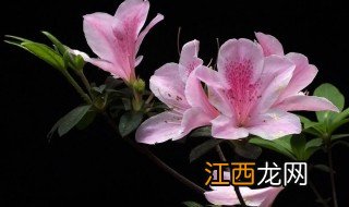 杜鹃花秋天可以种室外吗，杜鹃花室外可以种吗?