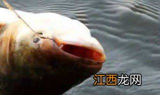 中秋钓鲢鳙技巧视频 中秋钓鲢鳙技巧