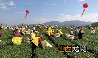 采青茶叶的采茶方法 一起来了解一下