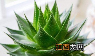 芦荟加仙人果可以减肥吗怎么吃 芦荟加仙人果可以减肥吗