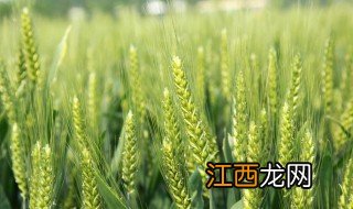 百农998麦种 百农889小麦品种有什么特征