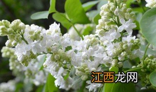 丁香花秋天可以种吗 丁香花秋天怎么养