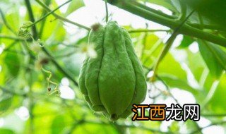 佛手瓜冬天可以栽植吗 佛手瓜秋天可以种吗