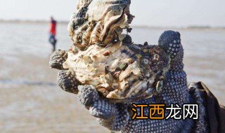 生蚝的清洗方法 如何清洗生蚝