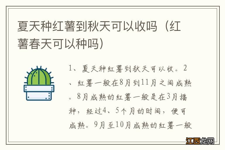 红薯春天可以种吗 夏天种红薯到秋天可以收吗