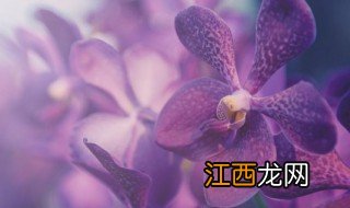 兰花冬天生长吗 兰花在秋天和冬天可以种吗