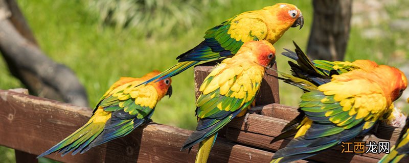 小太阳鹦鹉寿命多长 玄凤鹦鹉寿命多长