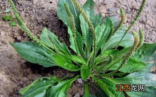 春季养生常吃野菜 健康的野菜菜谱推荐