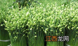 韭菜花怎么做 做韭菜花的方法