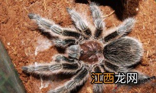 红色的捕鸟蛛有哪些品种 红色的捕鸟蛛有哪些