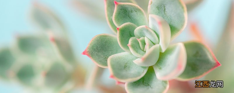 多肉冻硬了还能活吗 多肉冻硬了还能活吗怎么养