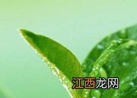 白茶泡法