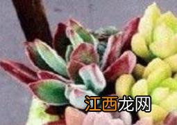 肉肉花怎么养才能爆盆