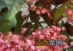 竹节海棠花的养殖方法和注意事项