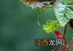 竹节海棠花的养殖方法和注意事项