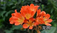 君子兰催花的方法有哪些 君子兰催花的方法