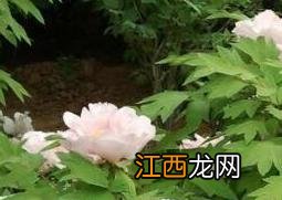 牡丹花的养殖方法和注意事项有哪些