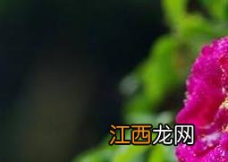 玫瑰花和刺梅花的区别 玫瑰花的功效