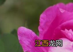 玫瑰花和刺梅花的区别 玫瑰花的功效