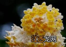 结香花泡水喝的功效与作用