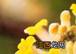 结香花泡水喝的功效与作用