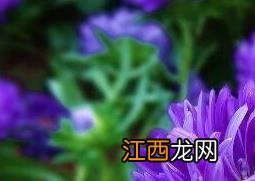 月月菊的功效与作用