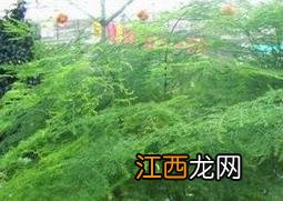 文竹的功效与作用 文竹怎么养