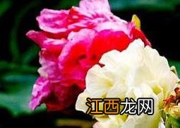 芙蓉花怎么养 芙蓉花的养殖方法