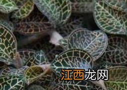 如何自己繁殖金线莲 金线莲栽培技术