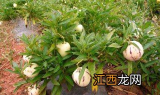 人参果种植管理技术视频 人参果种植管理技术