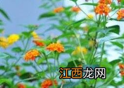 狗屎花的功效与作用 狗屎花的副作用