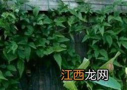 碗莲的种植方法和种植技巧