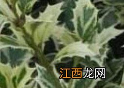 花叶柊树怎样养护 花叶柊树如何养殖