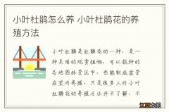 小叶杜鹃怎么养 小叶杜鹃花的养殖方法