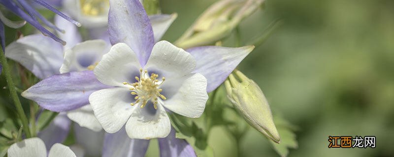 耧斗菜是多年生还是一年生 耧斗菜是多年生的吗